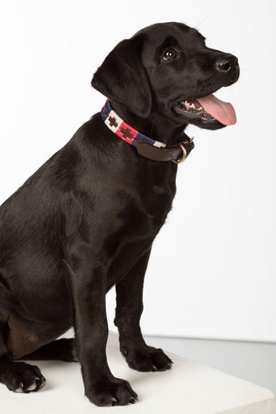 Polo Belt Dog Collar - Navy/Bonbon/Vanilla