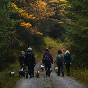 Dog Walks in the East of England