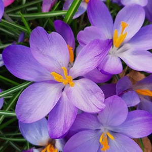 SPRING FLOWERS