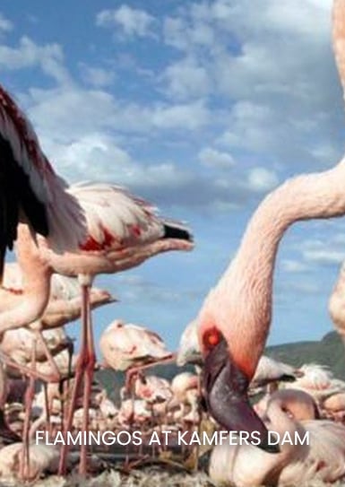 FLAMINGOS-AT-KAMFERS-DAM