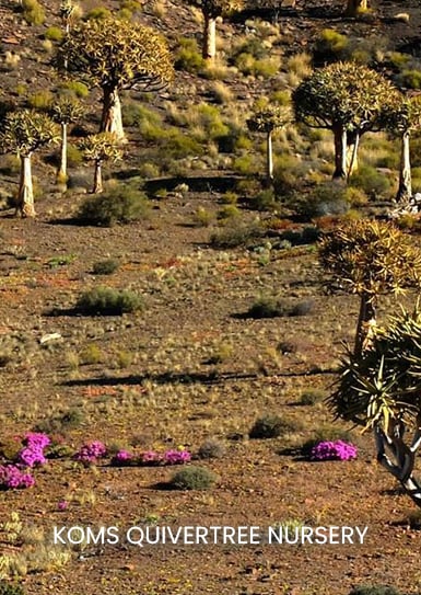 KOMS-QUIVERTREE-NURSERY