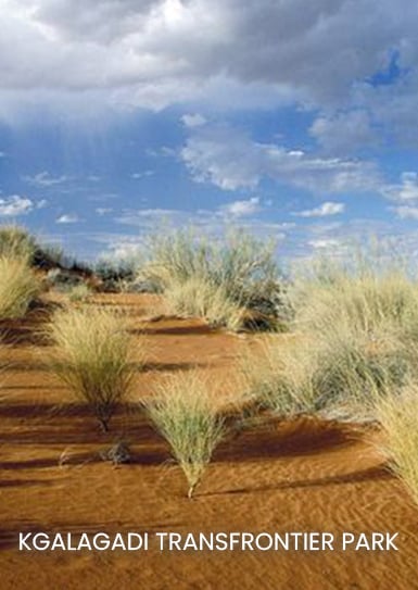 KGALAGADI-TRANSFRONTIER-PARK