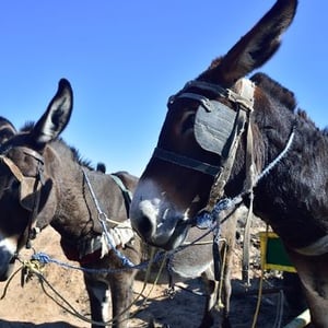 DONKEY CART RIDES