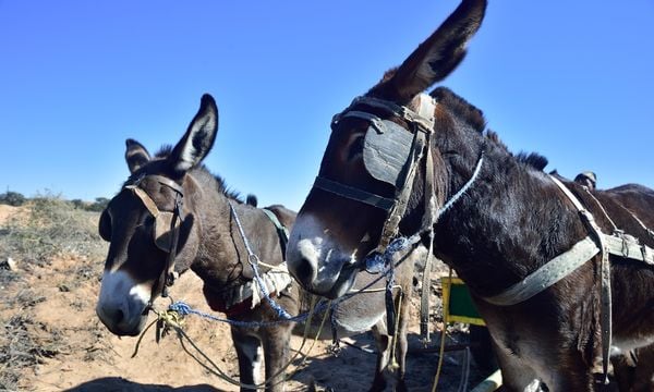 DONKEY CART RIDES | Northern Cape South Africa