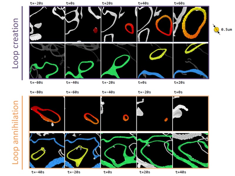 Dynamics of disclination loops in 3D active nematic. Topological loops can nucleate spontaneously from a uniformly aligned nematic through the bend instability. Loops can split from the existing percolating network. Equivalently, topological loops can also self-annihilate and merge with other existing loops. Colors highlight the loops of interest