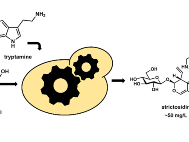 Engineered yeast enables biosynthesis of strictosidine from commodity chemicals.