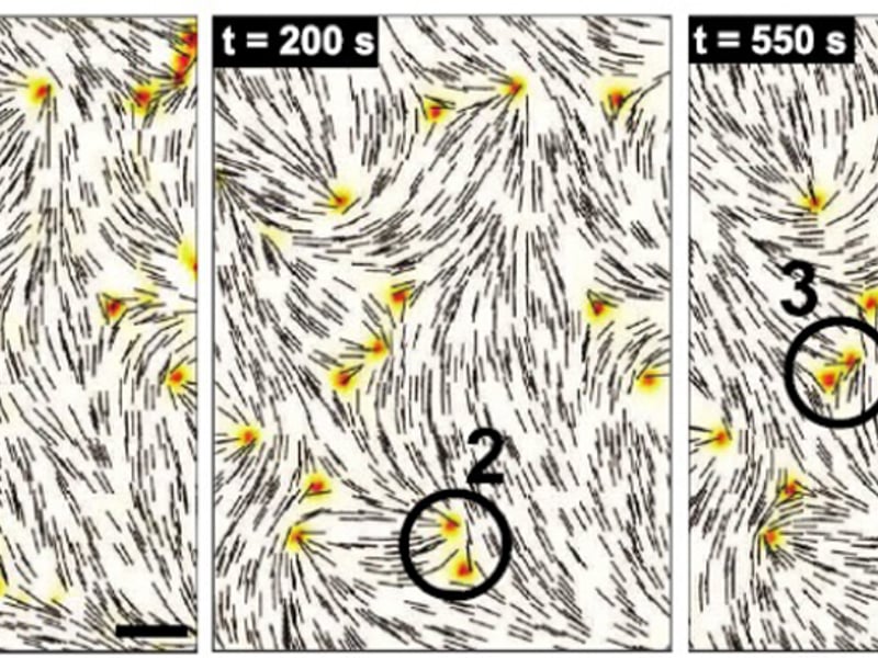 Predictive model of the static structure and the evolution of the system.
