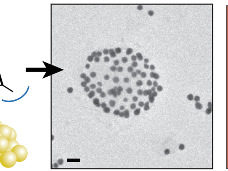 Nanoparticle Ligand Exchange with m-Terphenyl Isocyanides