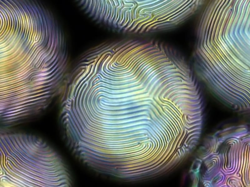 Focal conic domains (FCDs) form on inner surfaces of spherical shells filled with cholesteric LC. Image source: Lisa Tran
