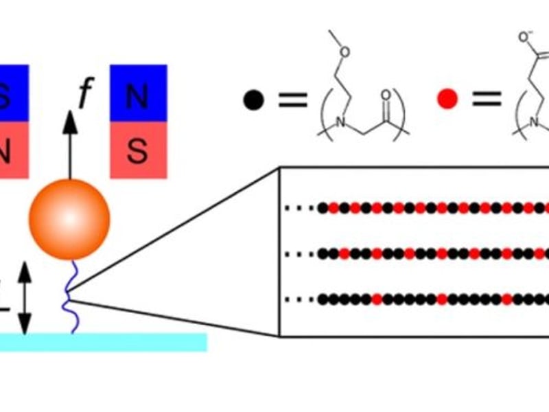 Single-molecule stretching experiments investigate how the force(f) –extension (L) relationship is affected by the spacing of charges on the polypeptoid conformation. Sequences contain 2 types of monomers: hydrophilic and uncharged N-methoxyethyl (Nme) glycine (black circle), and negatively charged Nce glycine (red circle).
