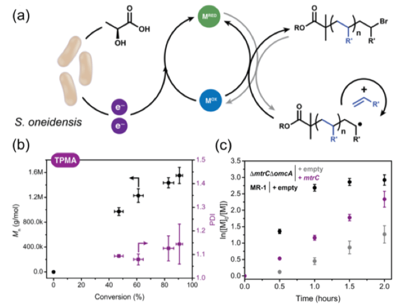 Scheme 1. (a) Electron equivalents generated from S. oneidensis MR-1 reduce a metal catalyst from an inactive state (MOX) to an active state (MRED) to enable ATRP, (b) molecular weight and polydispersity of poly(OEOMA500) as a function of monomer conversion, (c) rescue of normal polymerization activity via knockout complementation with a plasmid encoding MtrC.