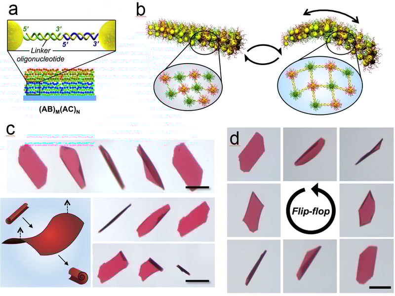 (a) Gold nanoparticles are linked by DNA strands and form thin films. (b) Expanding the DNA strands on one side of the film causes curling. (c) 0.2 mm long films curl and uncurl in response to added DNA commands. (d) Films can be commanded to ‘roll-over’ repeatedly.