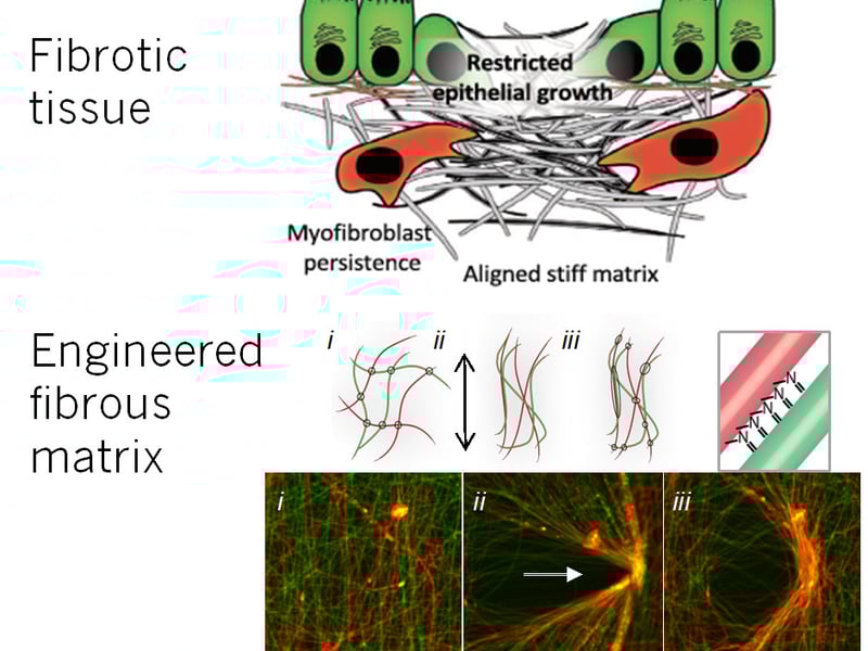 During fibrosis, collagen fibers become denser and aligned.  Engineered fibrous matrices now respond to mechanical loading to densify and align fibers through inter-fiber adhesion.