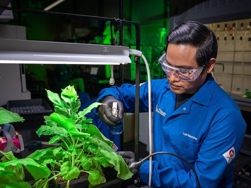 Luis Palomino, a chemical and nano engineering Ph.D. candidate at the UC San Diego Jacobs School of Engineering and co-first author of the study, sprays an antibacterial polymer coating onto the leaves of Nicotiana benthamiana. Photos by David Baillot/UC San Diego Jacobs School of Engineering