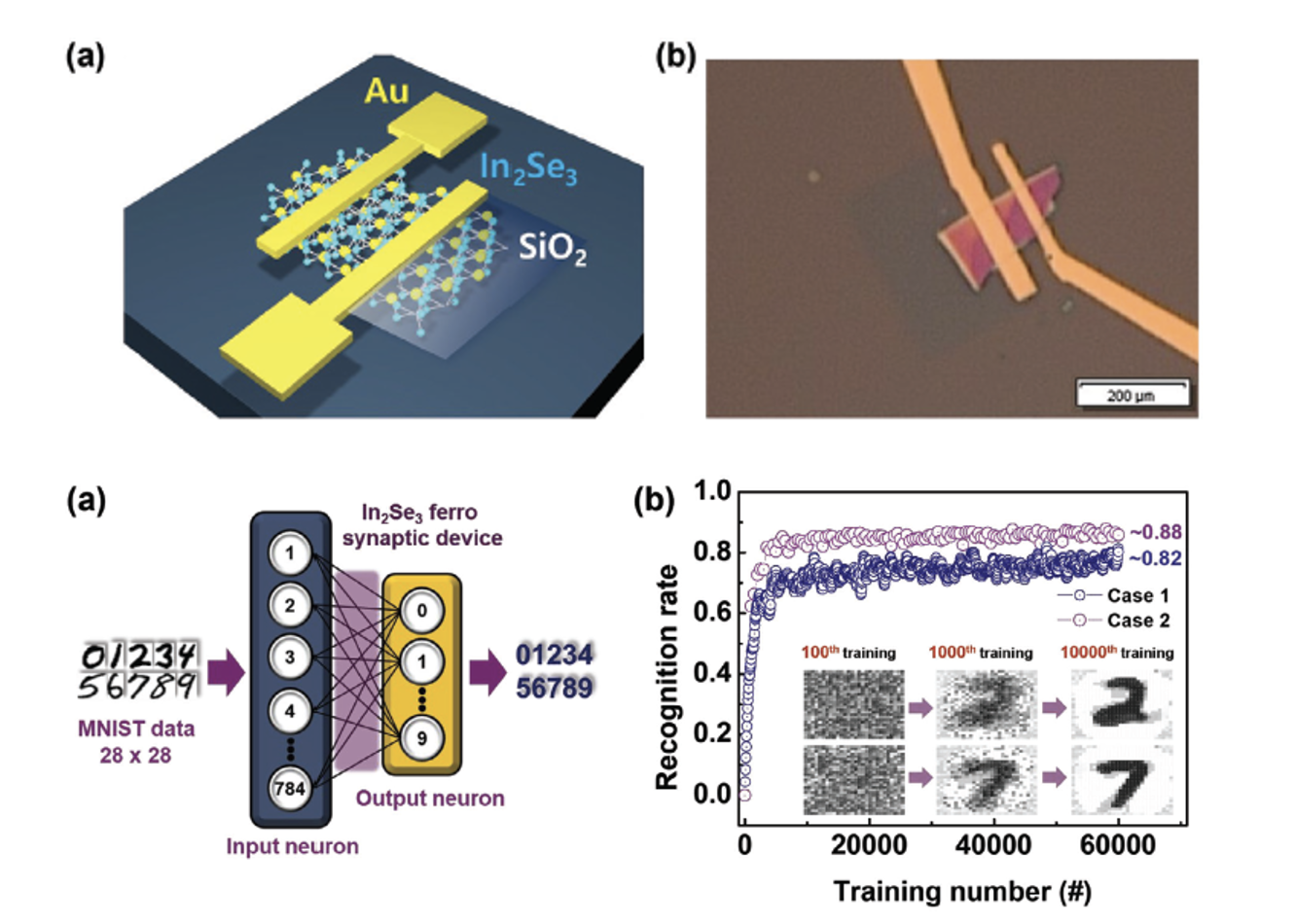 Top: The schematic diagram and analysis data for ferroelectric junctions with 3 nm of SiO2. a) The schematic diagram of the Au/𝛼-In2Se3/SiO2/Au
planar structure. b) Optical image of the ferroelectric device.
Bottom: Artificial neural networks with single-layer perception and convolutional neural network. a) Schematic illustration of the SLP with MNIST database. b) Recognition rate with training number using the SLP and MNIST database.