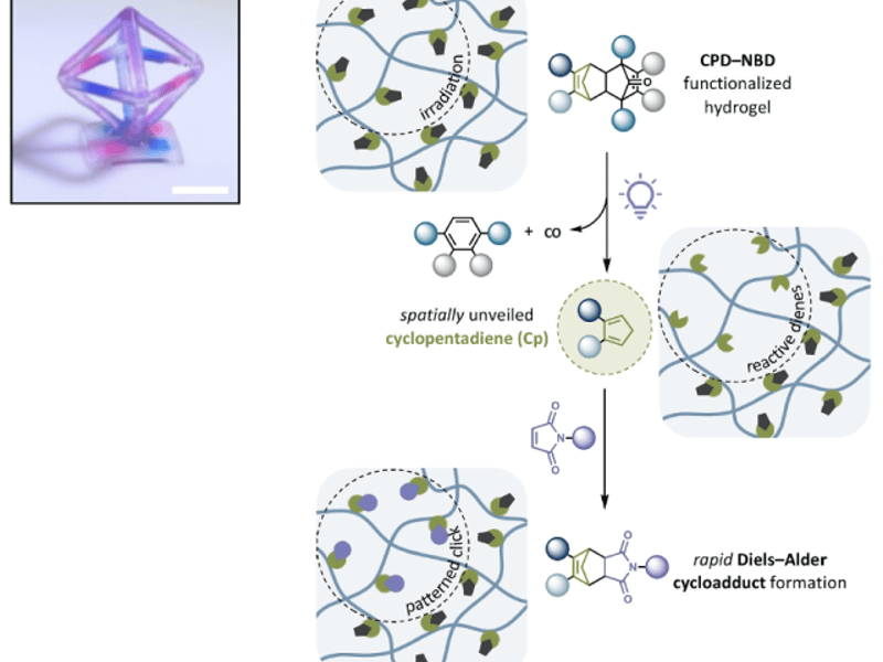 Upper left: Hydrogel 3D printed octahedron after patterning with CPD-NBD adducts. Scale bar: 5mm; Right: Schematic of hydrogel photopatterning mechanism with  CPD-NBD adducts.