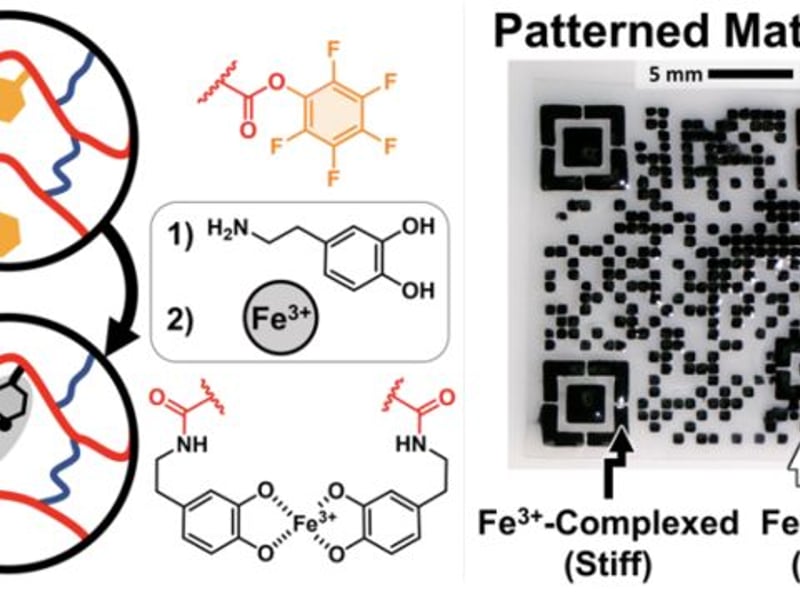 (Left) Cartoon overview of polymer network design via active ester chemistry to form networks with mixed iron-catechol and covalent crosslinking. (Right) Demonstration of high resolution patterned materials with specific hard (iron-complexed) and soft (iron-free) domains. The QR code is a link to the publication.