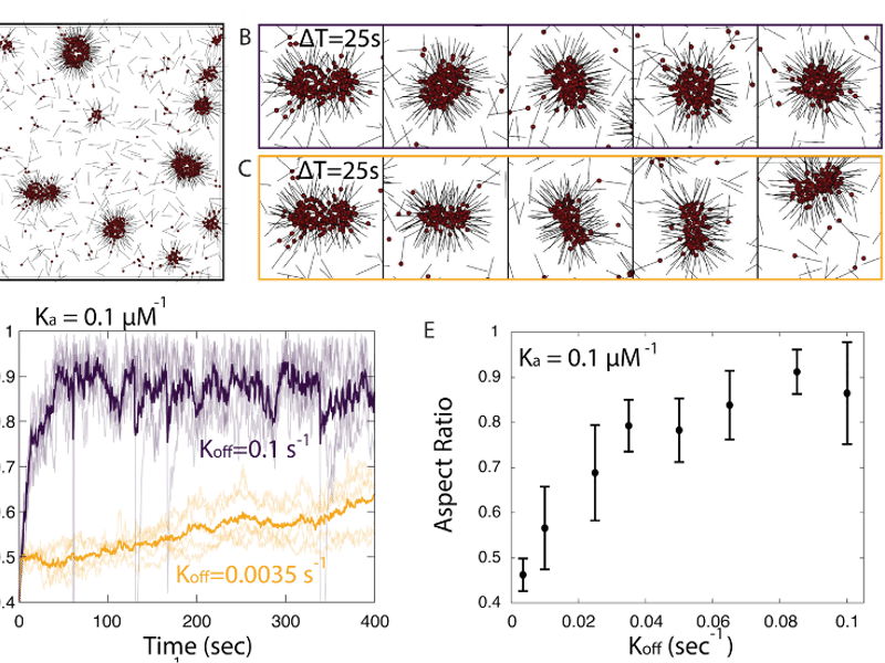 The unbinding rate of molecular motors to microtubules controls the mechanical properties of contractile asters. A-C) Computer simulations. D-E) analysis of the relaxation time of two coalescing asters.  