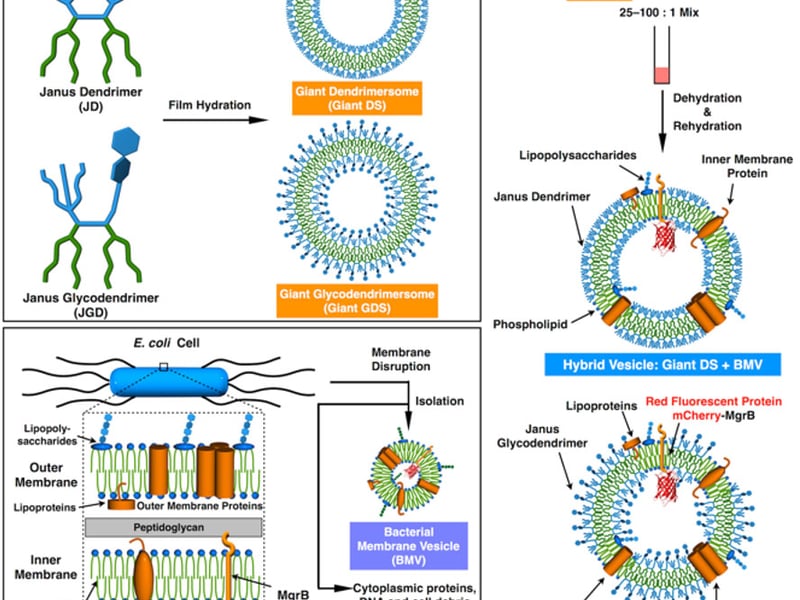 Illustration of the assembly of hybrid vesicles from artificial dendrimersome and natural E. Coli components.