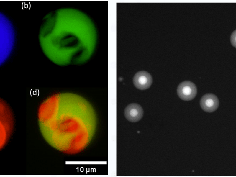 Multiphase droplet of flexible single-stranded DNA (green) and rigid double-stranded DNA (red), demonstrating the key role of mechanical properties in phase behavior. Right: Water-in-oil emulsion droplets containing DNA coacervate droplets; we have invented a method to quantify the phase diagram from such images.