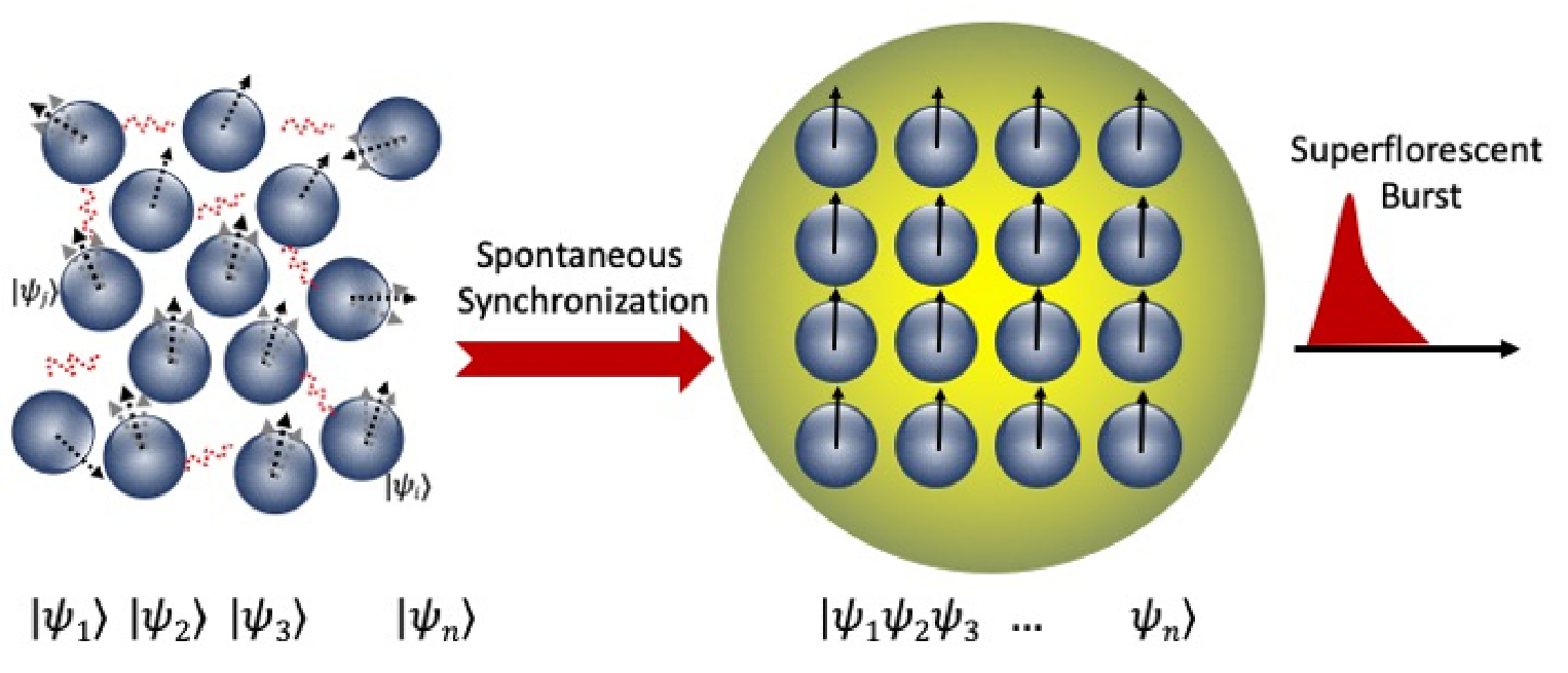 Graphical representation of superfluorescent evolution. An incoherent ensemble of dipoles is shown on the left. Arrows indicate the randomly distributed phases of individual dipoles. The red waves resemble vacuum fluctuations, which lead to spontaneous synchronization. After a time delay, the phases of the excited dipoles are locked, forming a macroscopic quantum coherent state: a ‘giant atom’ (on the right). This macroscopic state interacts with the radiation field collectively. The system is then described as a single wavefunction of indistinguishable particles. The collective emission of the macroscopic coherent system leads to a superfluorescent burst.
