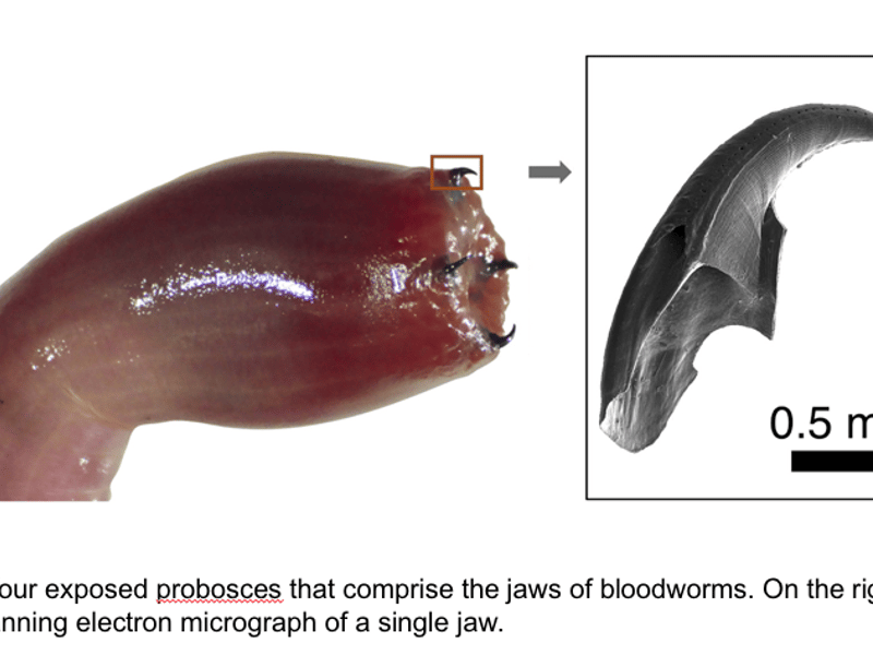 The four exposed probosces that comprise the jaws of bloodworms. On the right is a scanning electron micrograph of a single jaw.