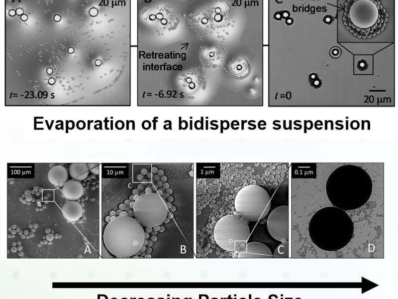 Figure top: Evaporation of a bidisperse suspension, figure bottom: monodisperse aggregates are weaker than polydisperse ones, highlighting the effects of particle size dispersivity. Interestingly, particles segregate by size during the evaporation process due to capillary forces to form remarkable self-similar, fractal structures