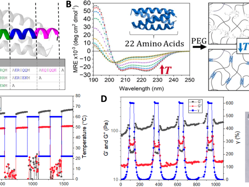 Figure Caption: A: Antiparallel tetrameric coiled coil with computationally optimized amino acid sequences. B:
CD spectra for BNDL22 peptides demonstrating thermally responsive coiled coil formation that can be used as responsive cross-links within hydrogels. C, D: Hydrogel rheometry shows reversible recovery after deformation of BNDL22 cross-linked PEG hydrogels as a function of changes in temperature (C) and strain (D). Here, in (D), the materials were extruded through a syringe needle for proof-of-concept printing of 'UD.