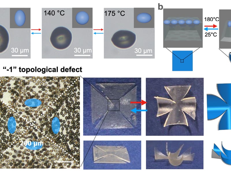 Fig. 1. (a) Optical images of a temperature responsive LCE spindle microparticle. (b) Schematic of directed bending of a soft matrix embedded with LCE microparticles.  (c) (L) Bright-field microscopy images of the dually responsive LCE microparticles programmed with different orientations under the magnetic field. (M) Photographs of the initially flat sheet that bends along the in-plane directions at 180oC with cuts along the intersections. Cut length: 0.4 cm. (R) Finite element simulations of the bent film. Sample size is 1 cm x 1 1 cm x 200 μm.