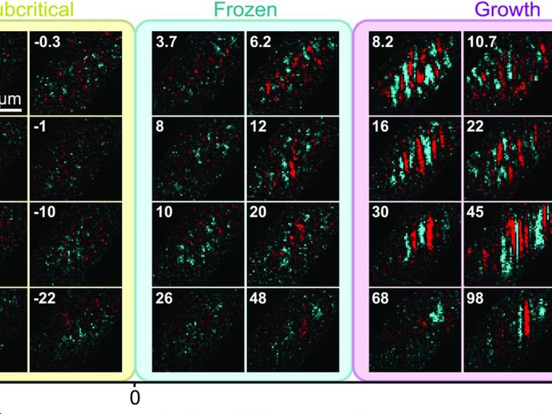 Sample images exhibit three regimes: a subcritical regime before the transition; a frozen regime beyond the critical point where the fluctuation remains low; and a growth regime in which fluctuation increases and saturates, indicating domain formation.