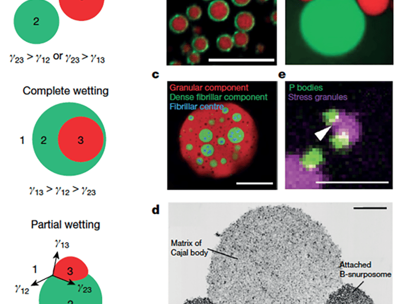 Capillarity in multiphase condensate organization: interfacial tension, and corresponding wetting phenomena, reorganize viscoelastic materials.