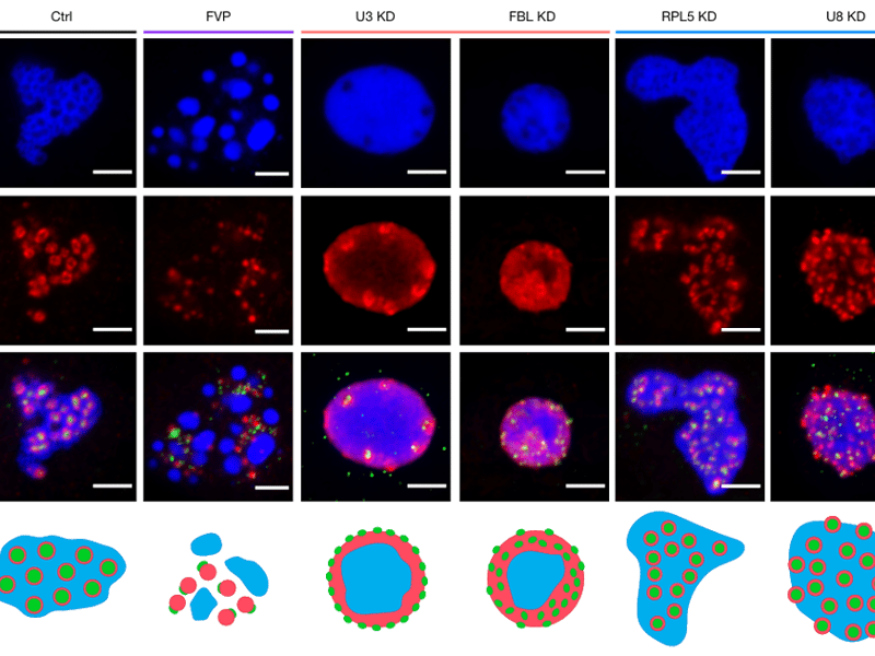 Ribosomal RNA Processing Shapes the Multiphase Nucleolus