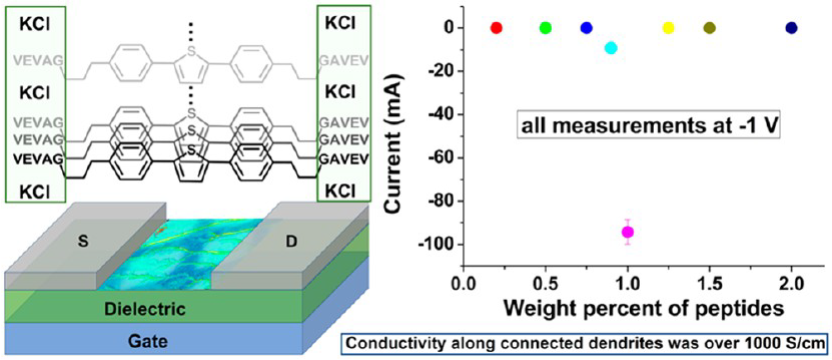 Schematic of arrangement of peptides and KCl in connected dendrites. Unusual electrical conductivity has been observed in certain compositions of mineralized peptide/p-electron nanostructures.