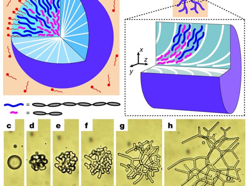 Figure illustrating reconfigurable nematic liquid crystal drops filled with polydisperse nematic liquid crystal oligomers (NLCOs)