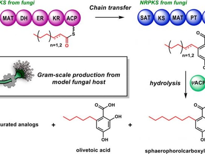 High-Titer Production of Olivetolic Acid in Engineered Fungal Host