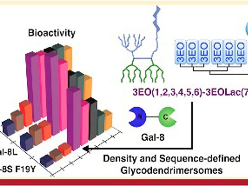 Glycodendrimersomes from sequence-defined Lac-presenting Janus glycodendrimers reveal high activity and sensor capacity for the agglutination by natural variants of human lectins Gal-8.