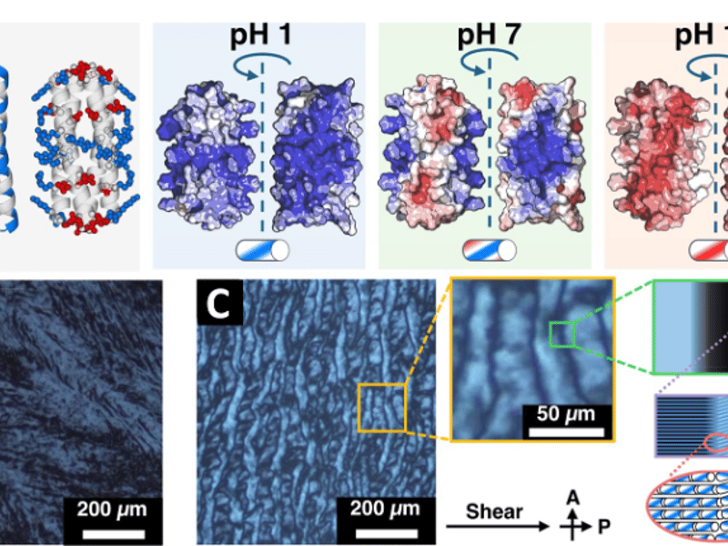 Design of Peptides to Build Stable Ordered Materials on Demand:  Patchy peptide particles for pH-responsive assembly into liquid crystals or lattices