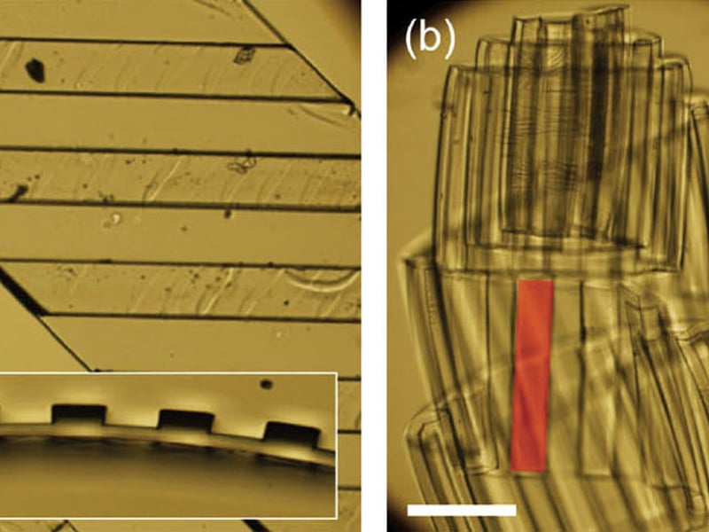 Optical microscopy images of example strips of bilayer films with thin parylene-C film deposited on the topographically patterned side of the PDMS. Scale bars: 300 mm. (a) Top-view of two dry bilayer strips with ridges at different angles. (Inset) Cross-sectional view of strip showing topographic pattern.  (b, c) Swollen bilayer strips made from bilayer strips in (a) after immersion in hexadecane. The strip on the left in (a) transforms into a “tube roll” (b) after swelling. The strip on the right in (a) transforms into a “helical tube” (c) after swelling. Red shading is to guide the eye about representative ridges on the strip.