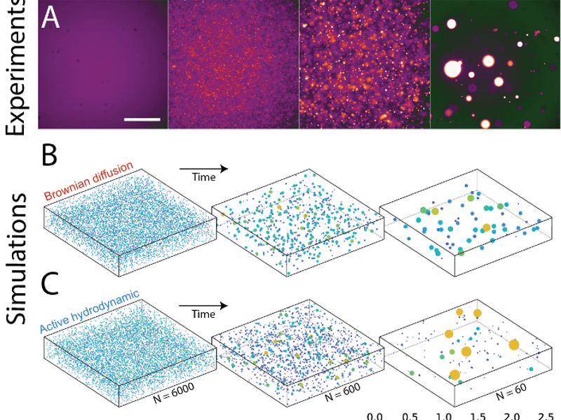 Coarsening of liquid droplets in an active fluid