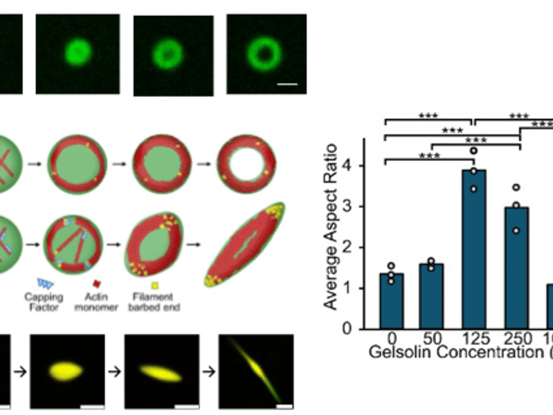 Addition of actin to protein condensates consisting of VASP results in distinct architectures, depending on the presence of capping proteins. In their absence, actin forms long filament coils that deform droplets into toroids. When capping protein is added, shorter filaments deform condensates into rods. Scale bars 2 micrometers top, 1 micrometer bottom.
