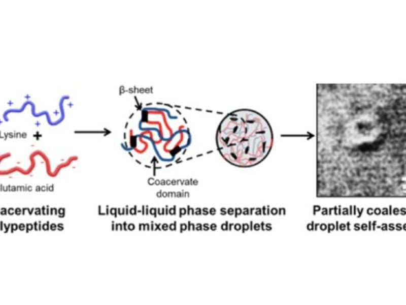 Aqueous mixtures of oppositely charged homochiral polypeptides reveal unexpectedly diverse morphologies at high polypeptide concentration and ionic strength.