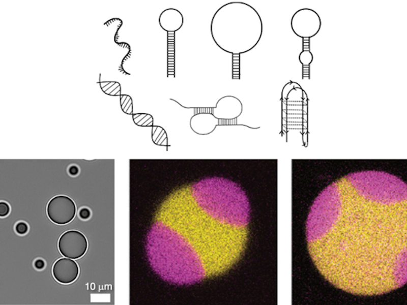 Top: Designed DNA structures of varying charge density and flexibility. Bottom left: Coacervate droplets formed from 1 DNA structure. Bottom middle/right: Binary droplets formed from a model system with 2 DNA structures.
