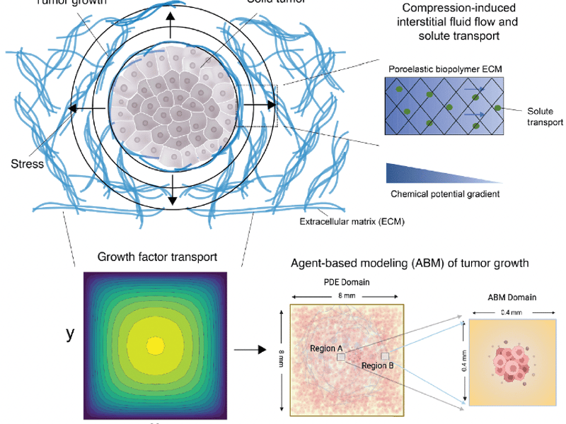 Integrated multiscale framework: tumor expansion compresses the porous biopolymer ECM (center, blue mesh) and drives interstitial fluid outflow (top right), which sets a chemical-potential gradient and a heterogeneous growth-factor distribution (bottom left). Those concentration fields feed an agent-based tumor-growth simulation (bottom right) that couples matrix mechanics to cell proliferation.
