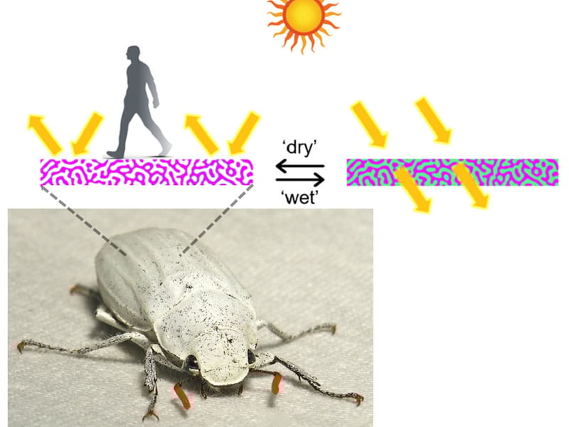 A graphic showing the sunlight reflecting on a 'wet' surface and transmitting on a 'dry' surface above and image of a white beetle.
