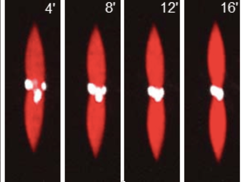 Image sequence of actin droplets (2.6 M, red) severing from a motor cluster (12.3 nM myosin, active, white).