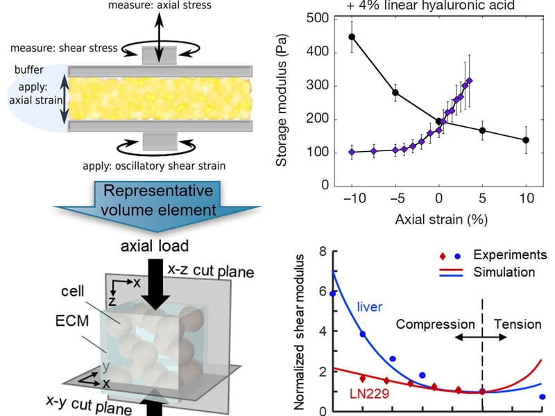 Figure top left: multiaxial response of soft tissues, figure bottom left: predicted response of the network model from the Shenoy group, figure top right: Polymer networks that soften in compression but stiffen in extension can be converted to materials that stiffen in compression but not in extension by including within the network either cells or inert particles to restrict the relaxation modes of the fibrous networks that surround them, figure bottom right: predicted response of the network model from the Shenoy group