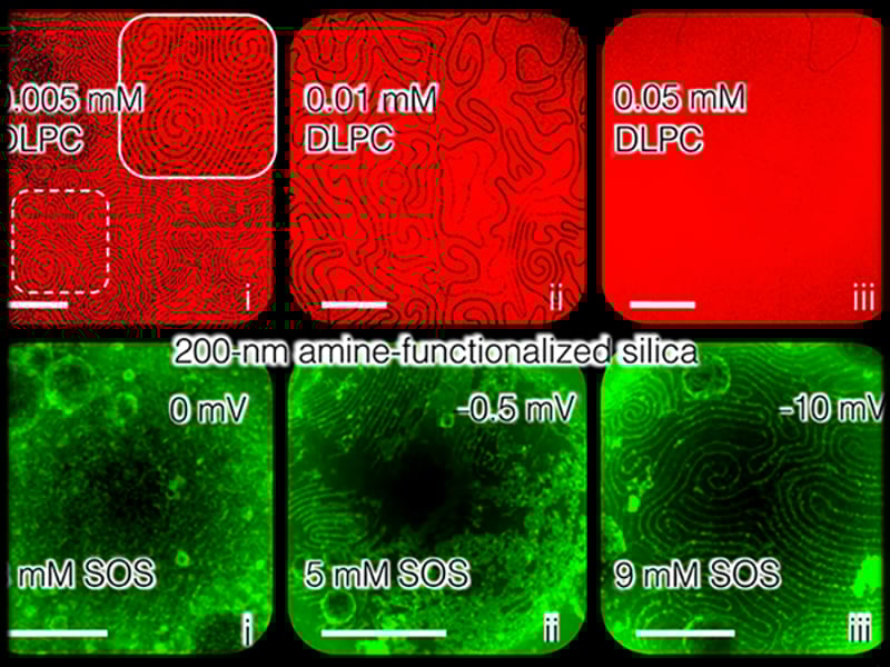 Liquid crystal fingerprint patterns transferred to fluorescently-labeled surfactants.  The surfactants follow the cholesteric stripes.