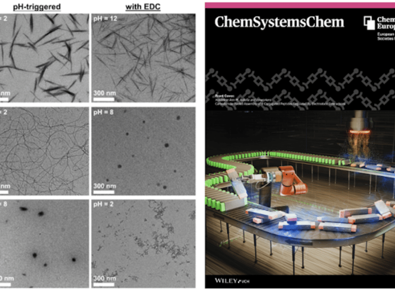 Left: A fuel-driven assembly and disassembly of semiconducting peptides show morphologies that are sequence-dependent and distinct from pH-driven assemblies; Right: Featured cover article in ChemSystemsChem Journal. Article also selected for the Systems Chemistry in the USA special collection and Chemistry Europe Editor’s Choice: Spotlights