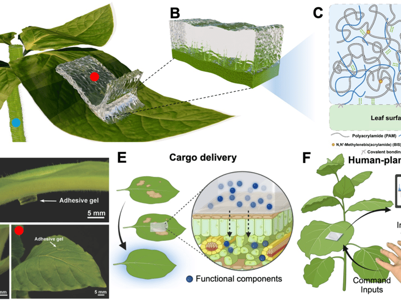 A Strong, Reversible, and Conformal Adhesive Gel for Diverse Plants 