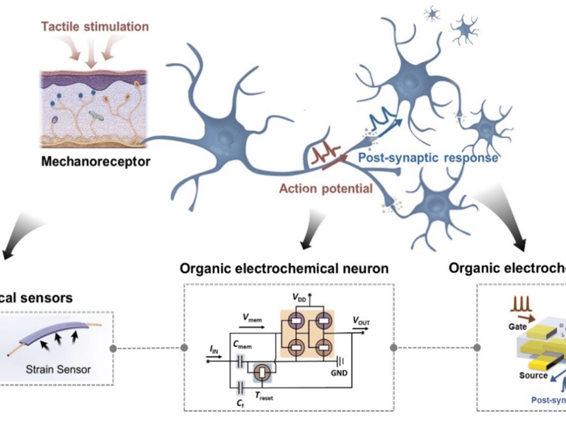 Organic Electrochemical Neuron Emulating Neuromorphic Perception